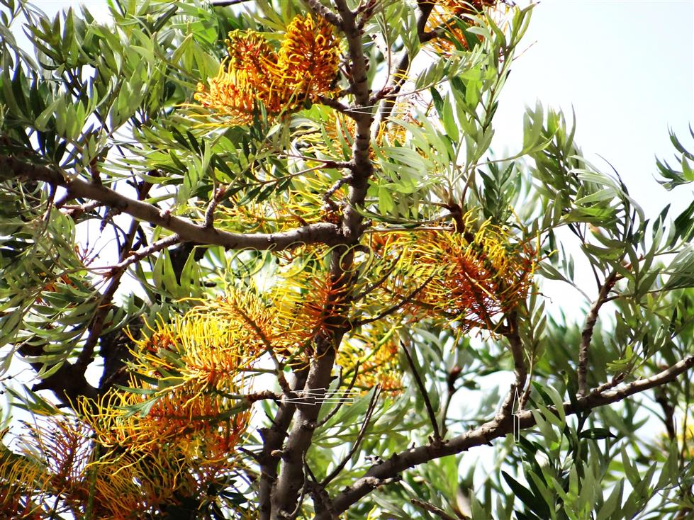  Dwarf leafless branches bearing racemes